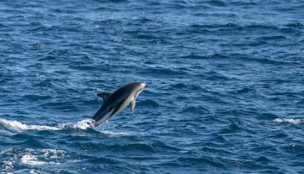 istock playful jumping black dolphins (Lagernohynchus obscurus) in the open sea 1417665015