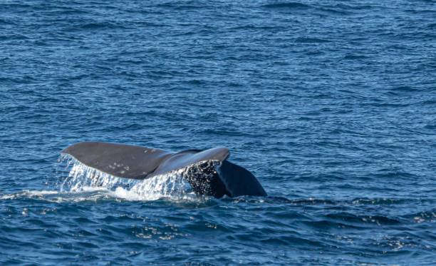 istock Sperm whale (Physeter catodon) in the open sea 1417665024