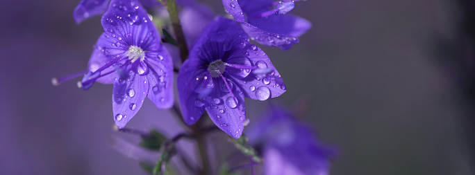 Banner Veronica flowers in raindrops. Little blue flowers. Raindrops hang on the petals.