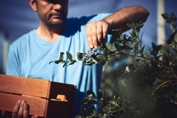 Farmer picking fresh blueberries on a farm. stock photo