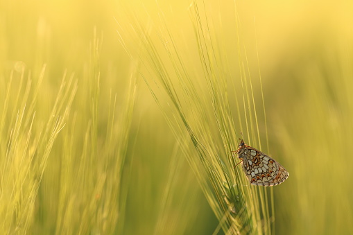 A Butterfly melitaea Phoebe on a spike at sunset