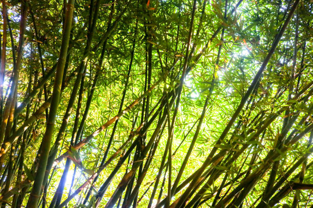 paysage de bambou dans la forêt tropicale humide comme un bakcground - tropical rain forest flash photos et images de collection
