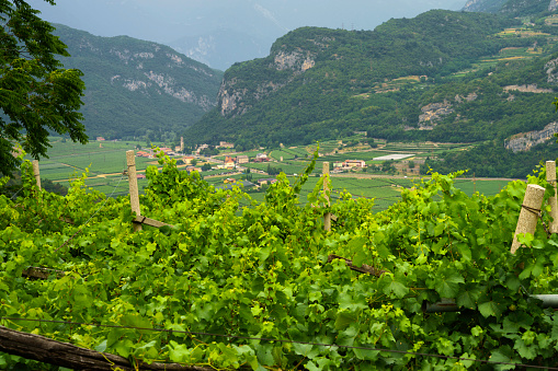 Vineyards on the hills near Mori, Trento province, Trentino-Alto Adige, Italy, at summer