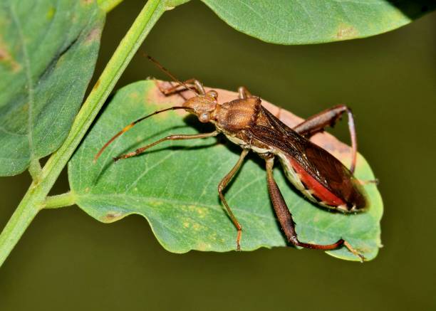istock Texas bow-legged bug (Hyalymenus tarsatus) on a plant leaf in Houston, TX. 1417669666