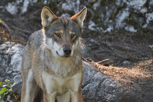 close up of a staring gray wolf
