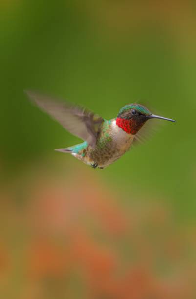istock Vertical selective focus on a cute small flying hummingbird 1417672588
