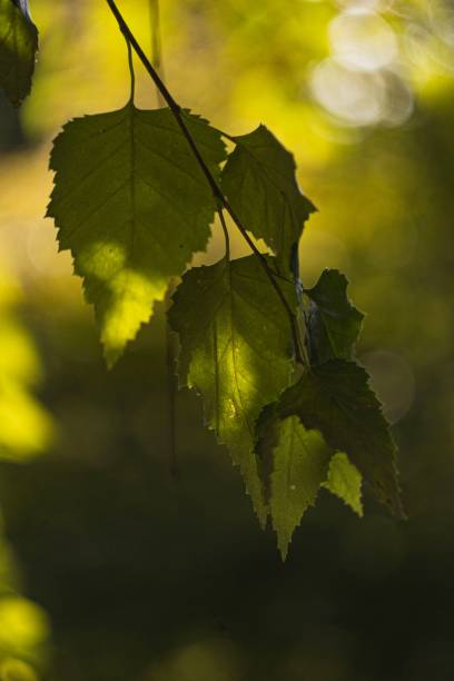 istock Closeup of green leaves on a blurred background 1417673318