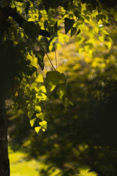 istock Closeup of green leaves on a blurred background 1417673319