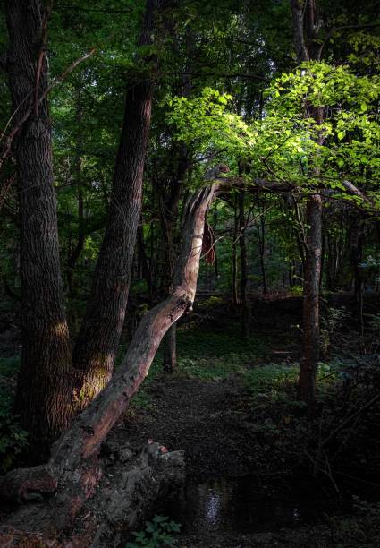 istock Beautiful view of large trees in a forest on a sunny day 1417673391