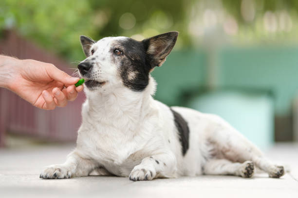 Cute black and white dog lying, biting green dog treat from a man's hand. Close up. stock photo
