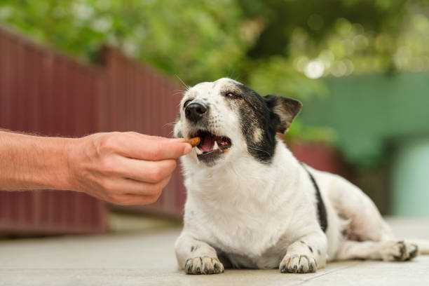 Adorable black and white dog lying, biting one kibble food from a man's hand. Close up. stock photo