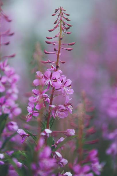 istock Beautiful closeup shot of Fireweed 1417674057