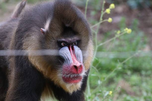 istock Portrait of baboon monkey with an angry face 1417674213