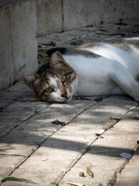istock Stray cat laying on ground and looking to camera 1417674639