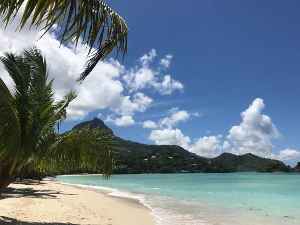 istock Beautiful view of beach with palm trees on a sunny day 1417675304