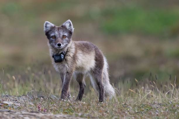 istock Closeup of an Arctic fox at Svalbard, looking into the camera 1417675320