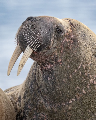 A vertical portrait of a walrus in the arctics at Svalbard