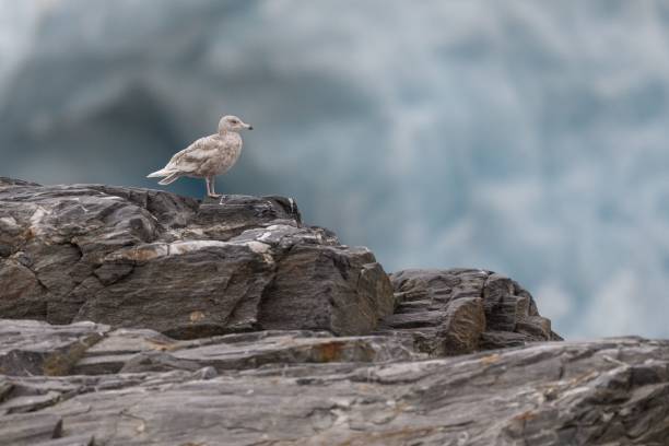 istock Closeup of a Glaucous gull perched on rocks at Svalbard 1417675335