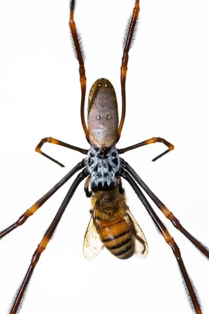 istock Vertical shot of the spider eating a bee on a white background 1417675730