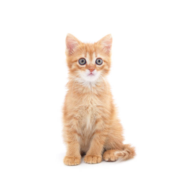 istock One little red kitten sitting. 1417675753