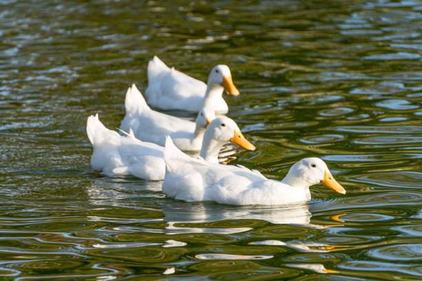 istock White ducks swimming in the lake 1417676482