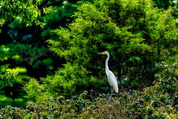 istock White egret bird near the bush 1417676529