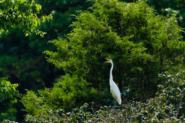 istock White egret bird near the bush 1417676532