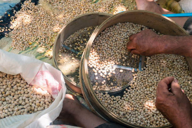 istock Man sifting chickpeas in old style sieves. 1417677020