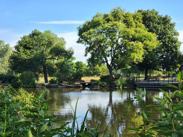 istock Common milkweed plants by reflecting pond water by green trees under blue sky 1417677255