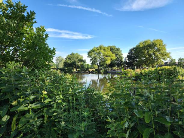 istock Common milkweed and green plants by river under blue sunny sky 1417677260