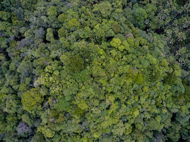 istock Caribbean Rain Forest Aerial Broccoli 1417677384