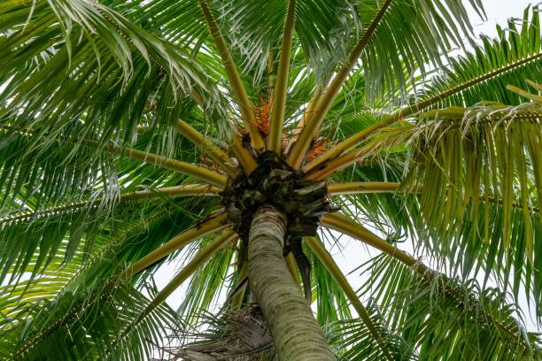 istock Look up a tropical palm tree in Kallang Riverside Park. 1417677494