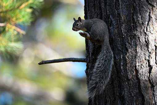 A western grey squirrel perched high up in a tree