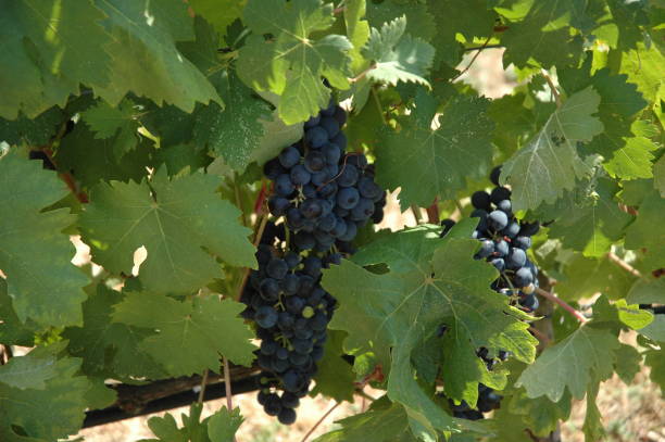 istock Bunch of Chianti grapes 1417679343