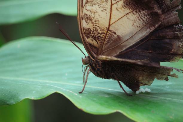 istock Macro shot of a butterfly on a green leaf 1417679508