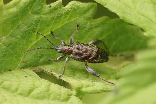 Photo of Closeup on a brassy colored half-penny reed beetle, Donacia semicuprea