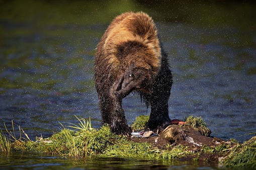 A brown bear shaking off water from its fur standing in a shire near a river