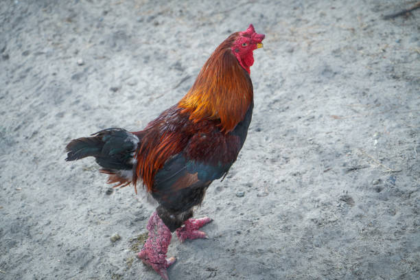 Dragon legged chicken of Vietnamese (call Dong Tao chicken in Vietnamese)
