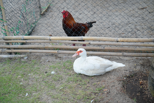 A duck by the chicken cage