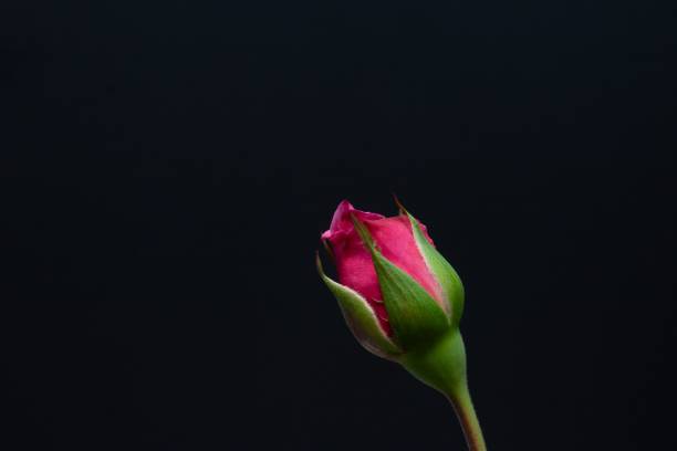 An isolated shot of a Rose bud on a black background