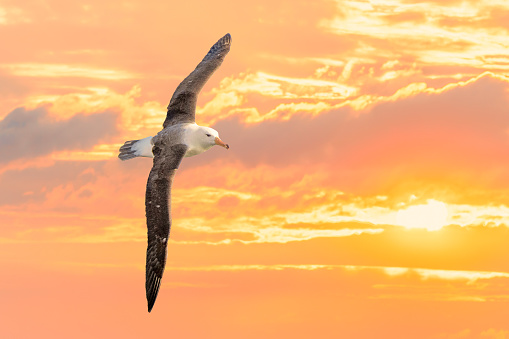 albatros errante acostado (Diomedea exulans) contra el cielo amarillo al atardecer, - el ave con la envergadura más grande del mundo photo