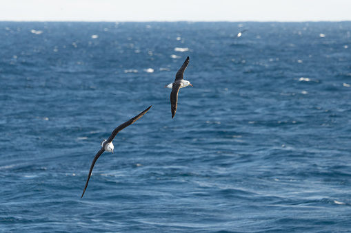 Dark albatross (Phoebetria fusca) a sooty black albatross with characteristically long, narrow wings and a narrowly tapering tail