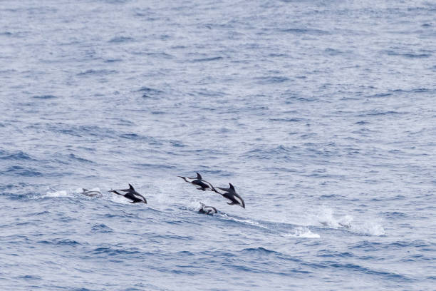 a group of hourglass dolphins (Lagenorhynchus cruciger) in the Southern Ocean of Antarctica stock photo