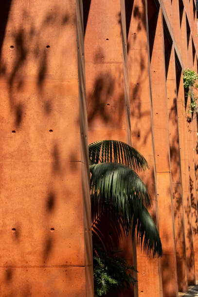 istock shadows of a palm tree, and plants on pigmented apparent concrete columns, background, mexico 1417681756