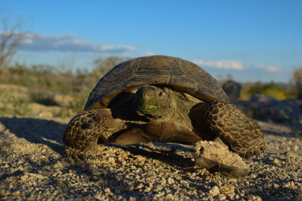 testuggine del deserto - desert tortoise foto e immagini stock