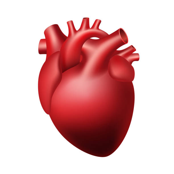 Realistic heart anatomy structure. Anatomically correct heart with venous system Realistic heart anatomy structure. Sign of Human Heart for medical drugs, pharmacy and education design. Anatomically correct heart with venous system anatomical model stock illustrations