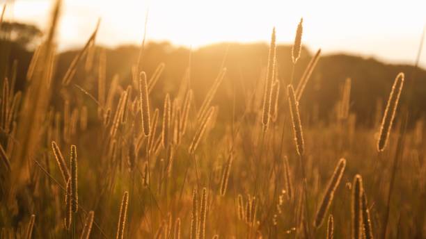 istock Mesmerizing view of a golden sunset over mountains 1417683124