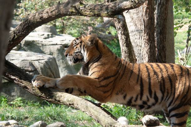 istock Closeup of a Siberian tiger leaning on a tree in a forest 1417685112