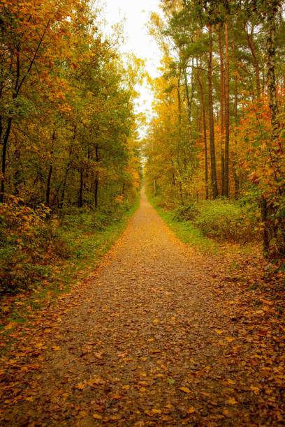 istock Vertical shot of a pathway covered in leaves surrounded by autumn trees 1417685449
