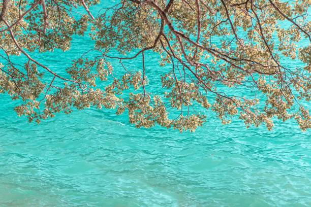 A closeup of beautiful tree branches above a turquoise water